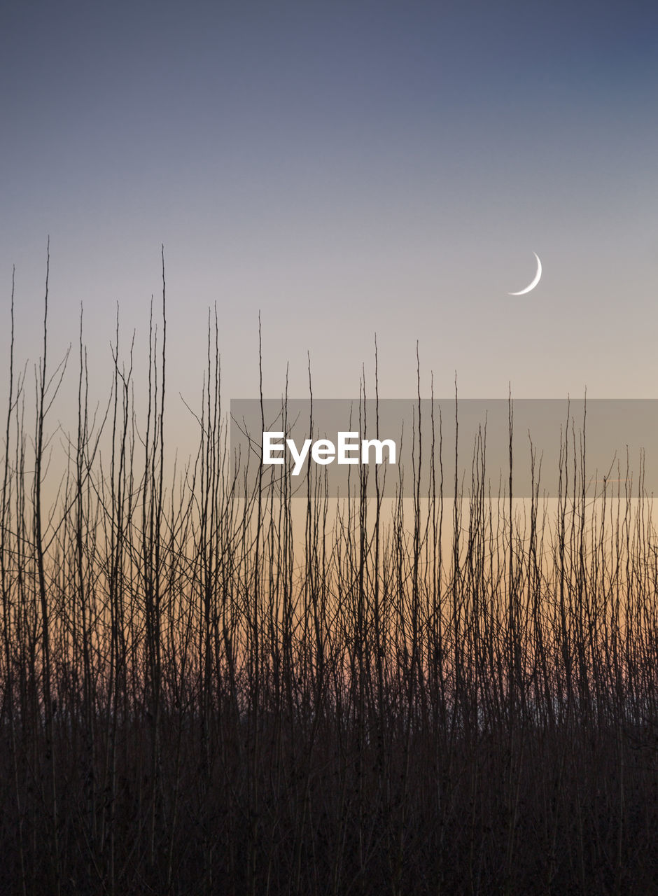 Silhouette grass against sky during sunset