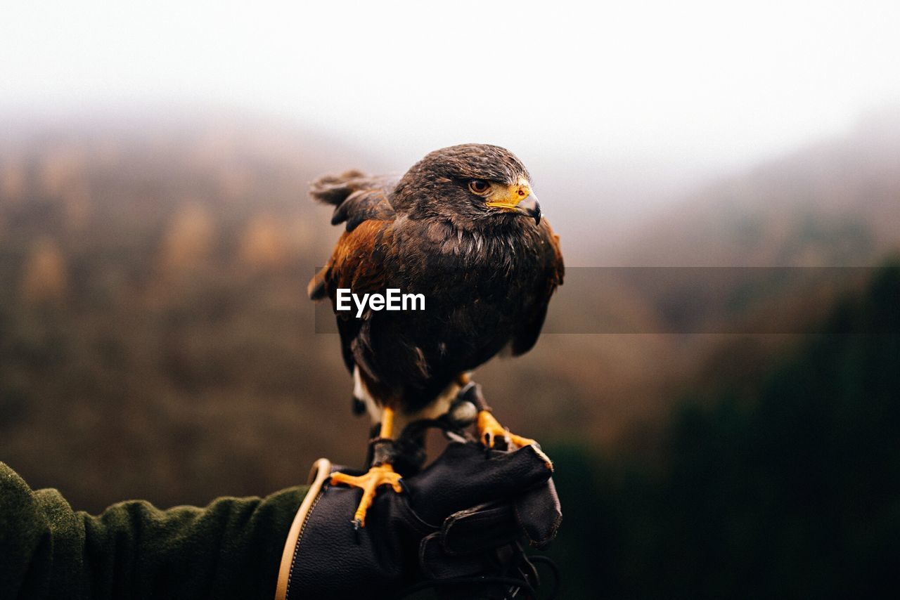 Close-up of hawk perching on hand