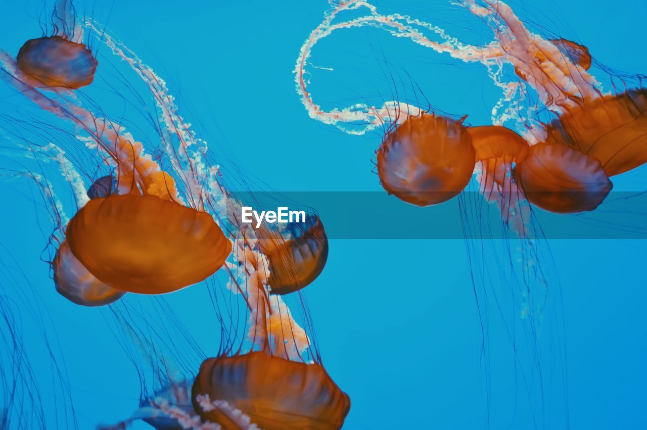 Close-up of jellyfish swimming in sea