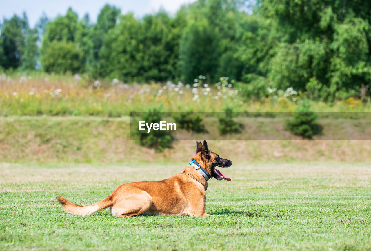 View of a dog on field