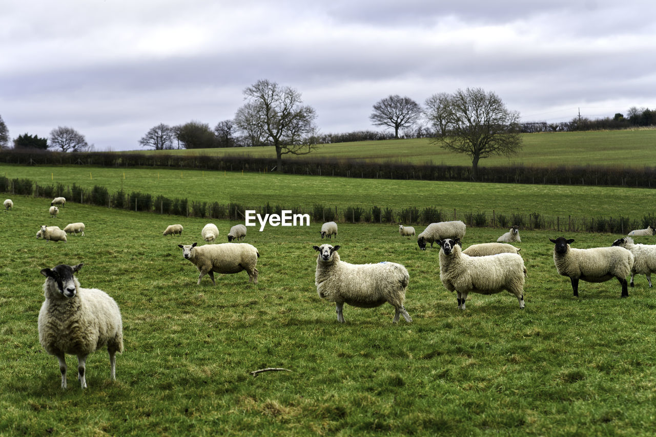 Sheep grazing on field against sky