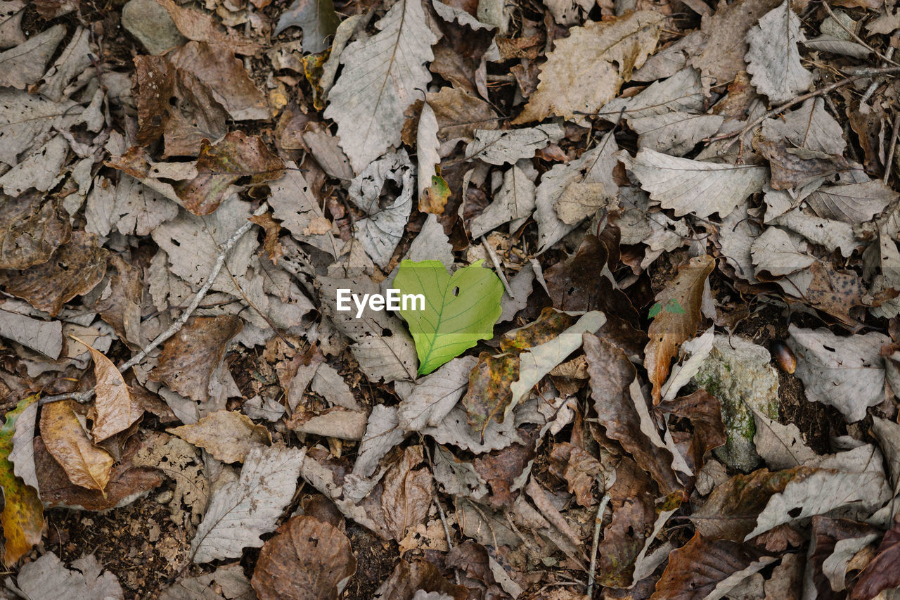HIGH ANGLE VIEW OF LEAVES ON FIELD