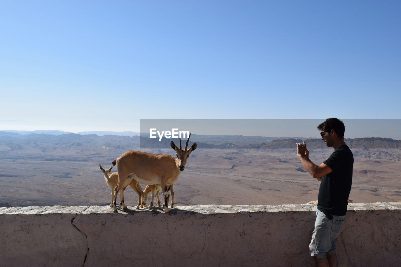 Side view of man photographing of deer on retaining wall against desert during sunny day