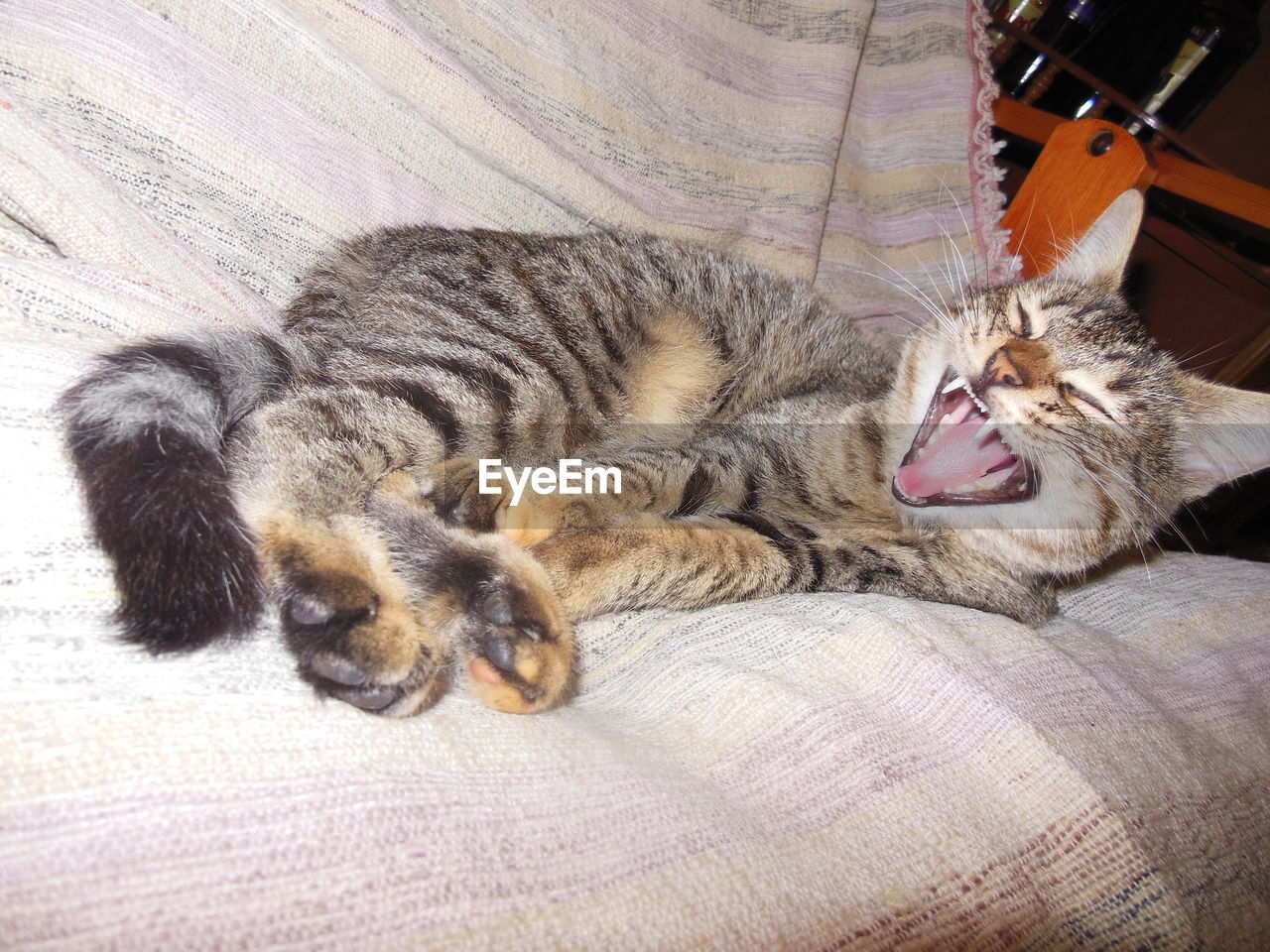 HIGH ANGLE VIEW OF CAT YAWNING ON CARPET