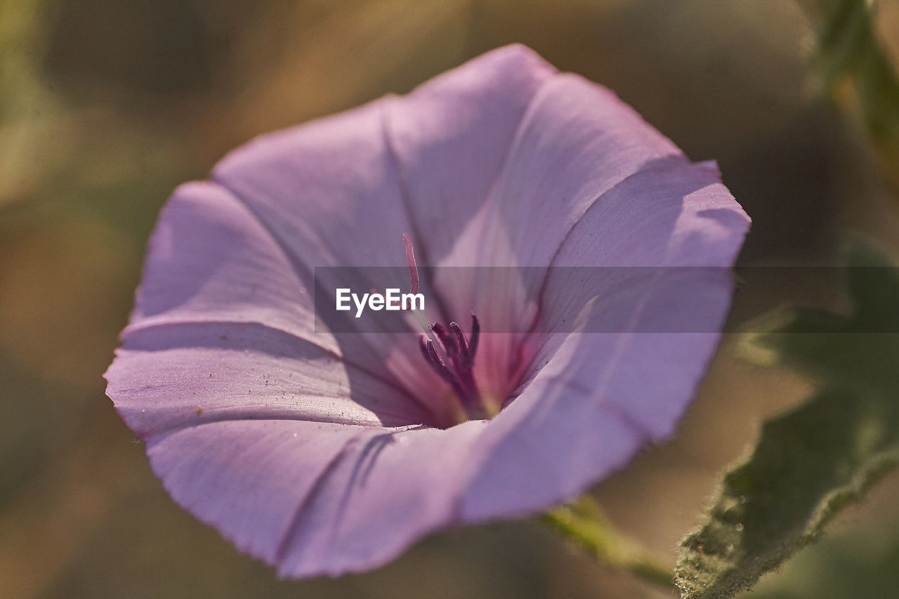 Close-up of purple rose flower