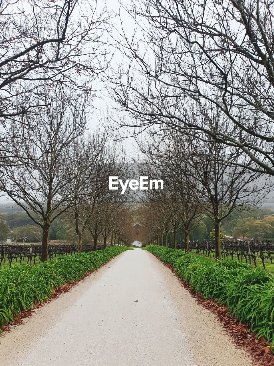 Empty road along bare trees