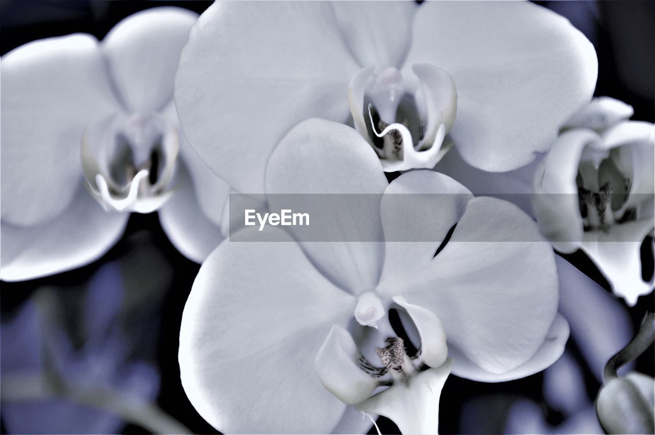 Close-up of white orchids