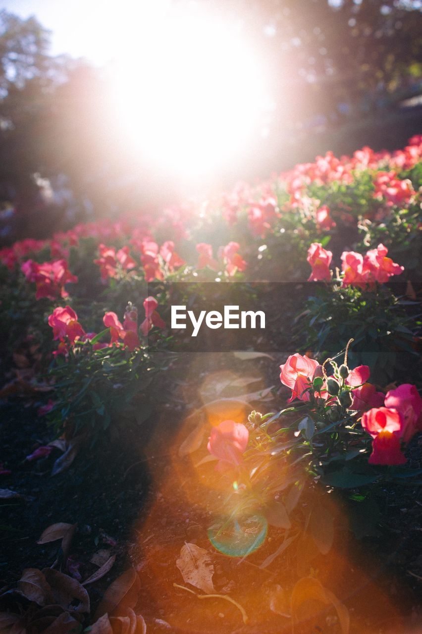 SUN SHINING THROUGH PINK FLOWERS