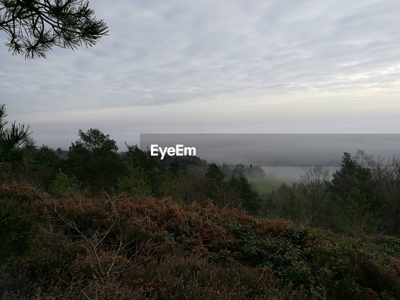 Scenic view of trees against sky