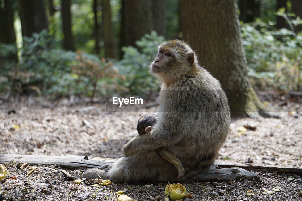 MONKEY SITTING ON FIELD