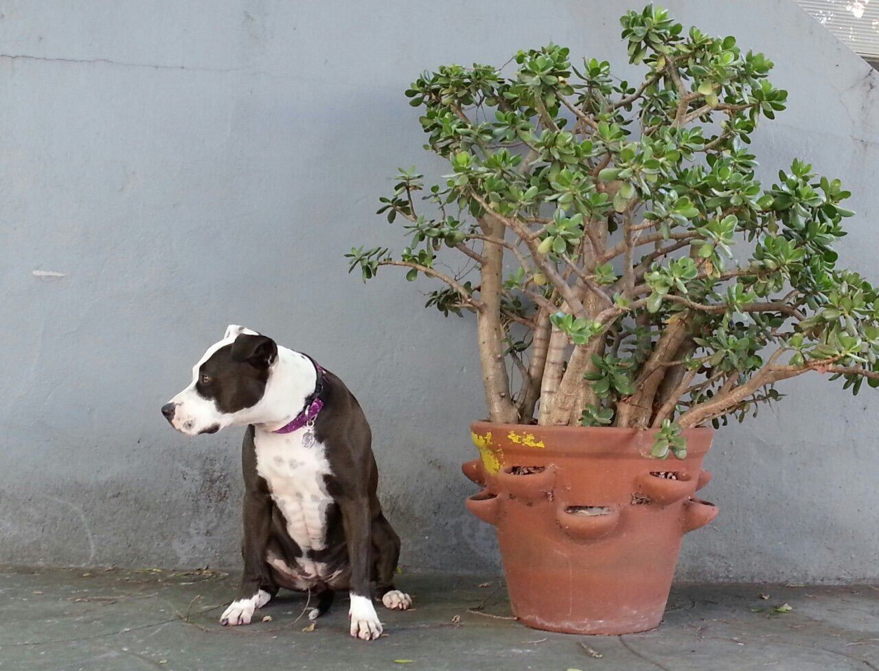 Sitting dog and potted plant