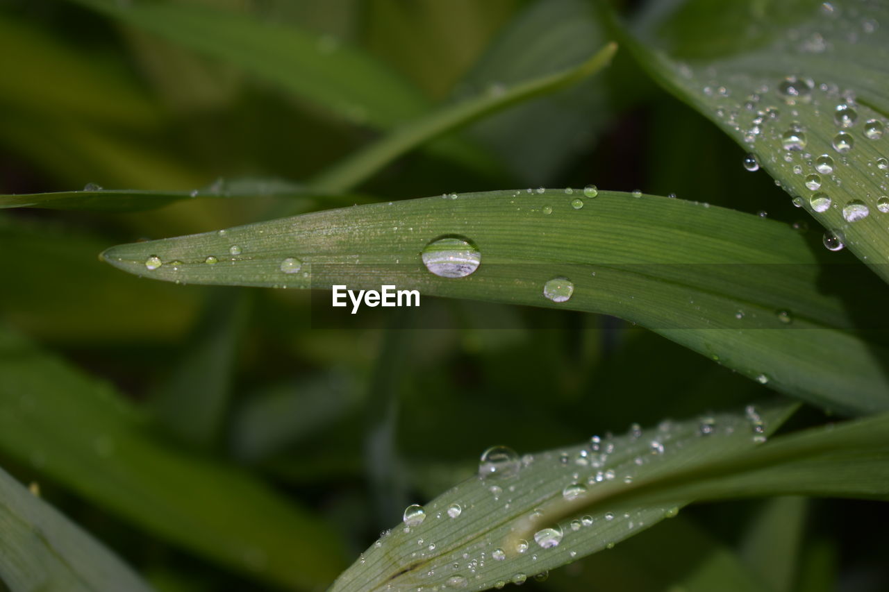 CLOSE-UP OF WATER DROPS ON LEAVES