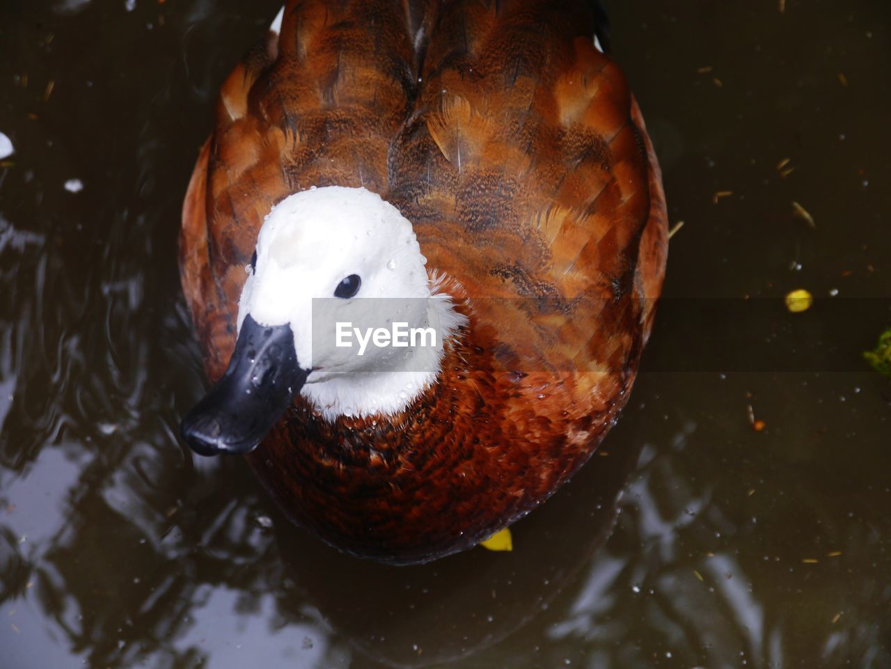 HIGH ANGLE VIEW OF DUCK IN LAKE