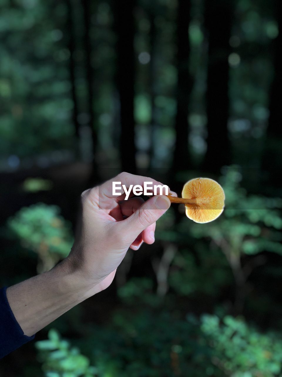 MIDSECTION OF PERSON HOLDING LEAF
