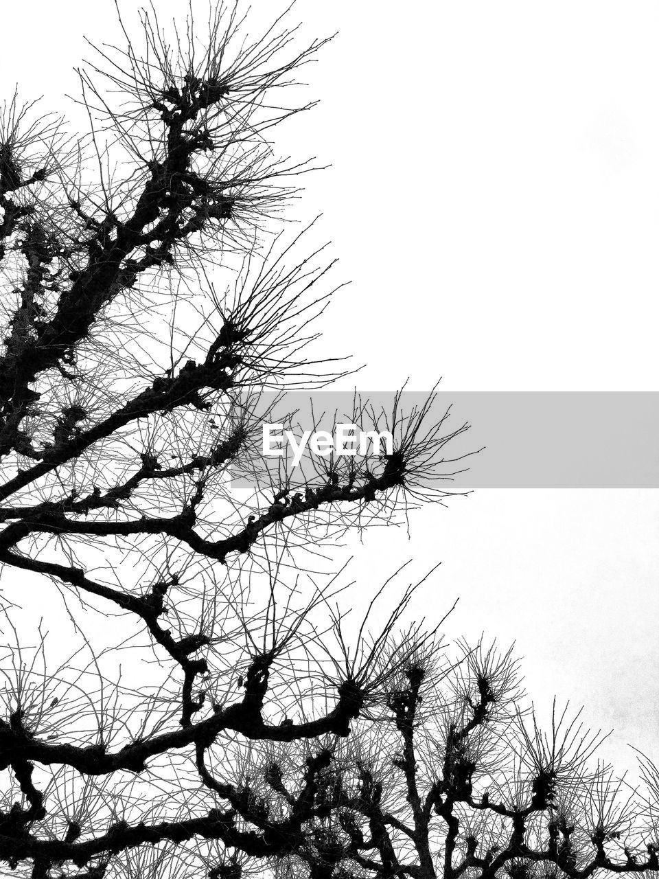 CLOSE-UP OF TREE AGAINST CLEAR SKY