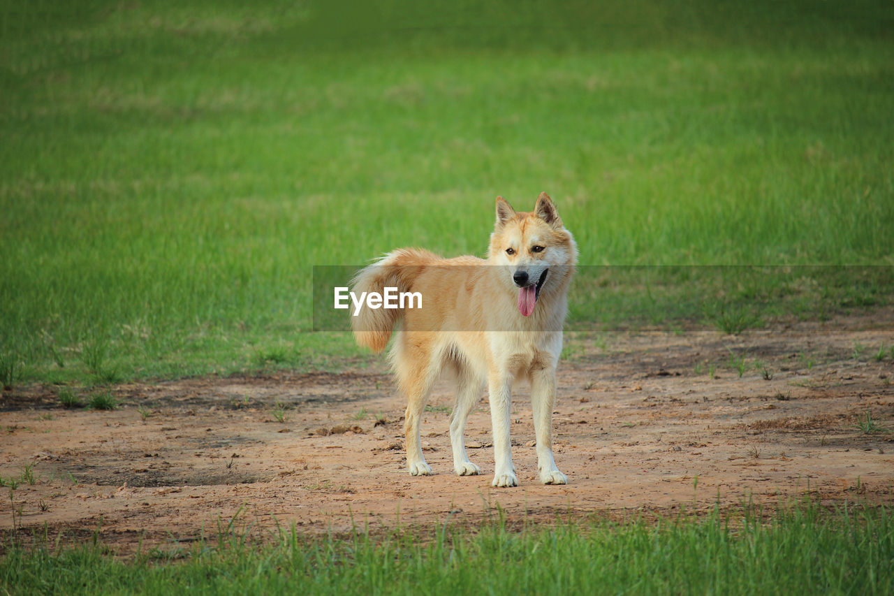 Dog running on field