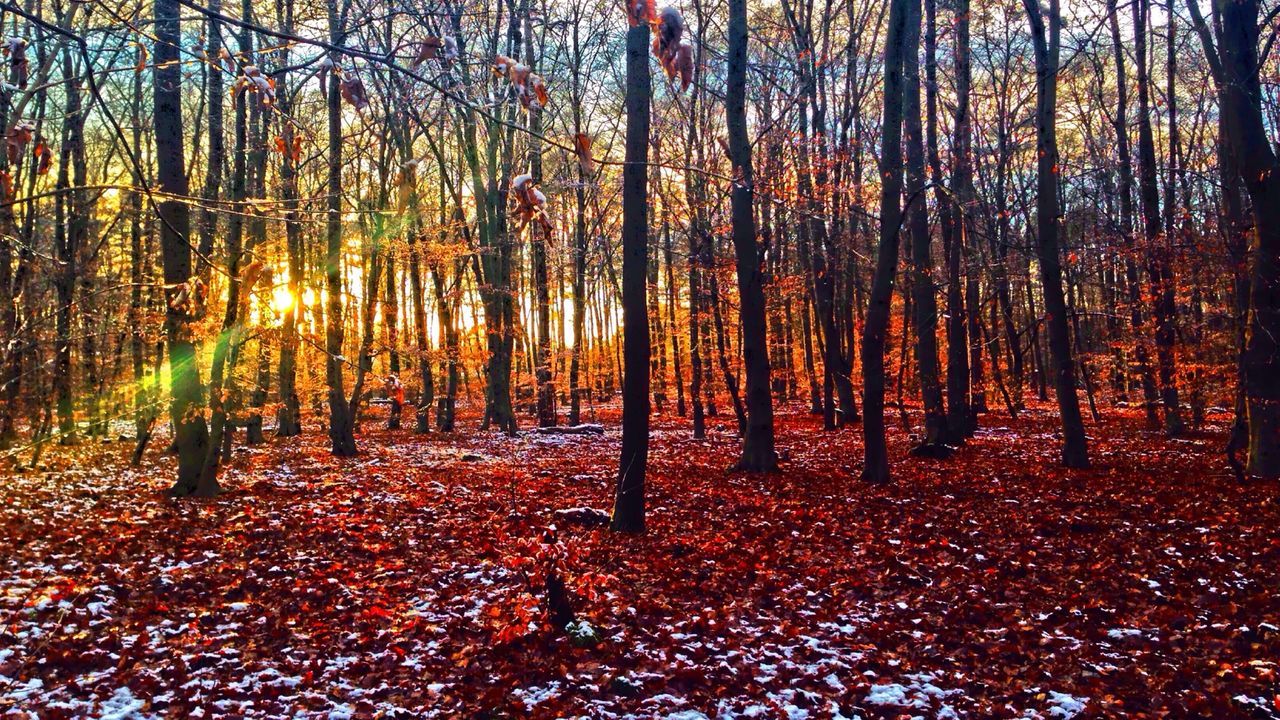 Bare trees on field during autumn