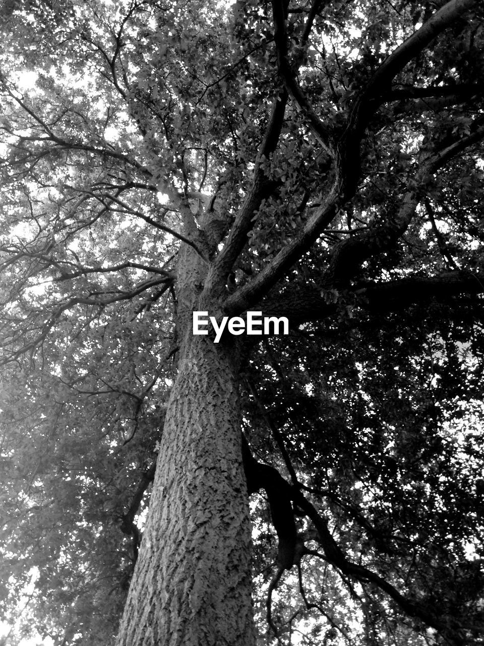 LOW ANGLE VIEW OF TREES IN FOREST