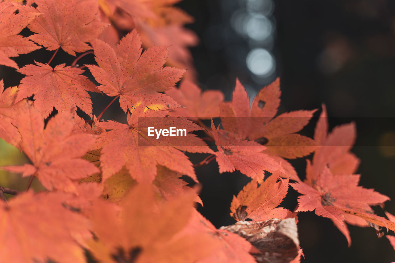 CLOSE-UP OF MAPLE LEAVES DURING AUTUMN