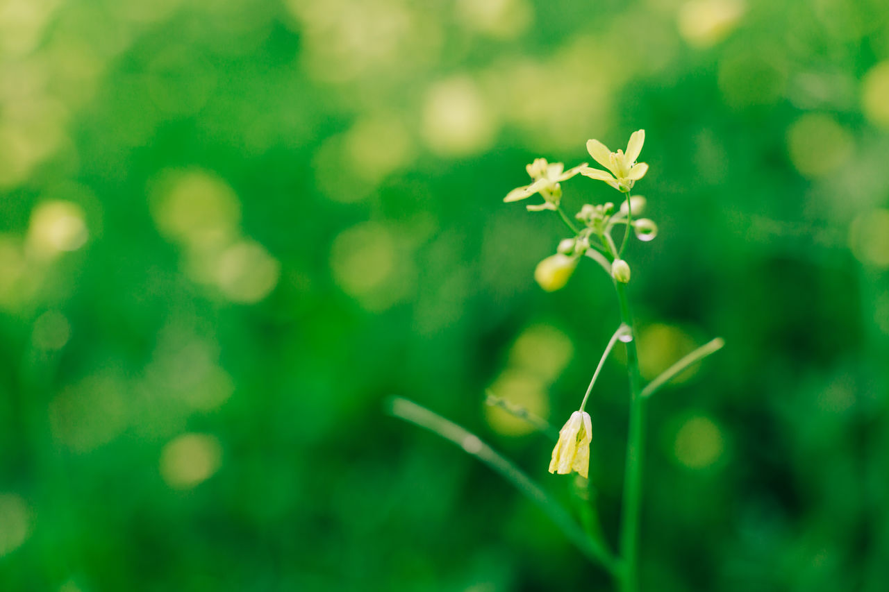 CLOSE-UP OF FLOWERING PLANT