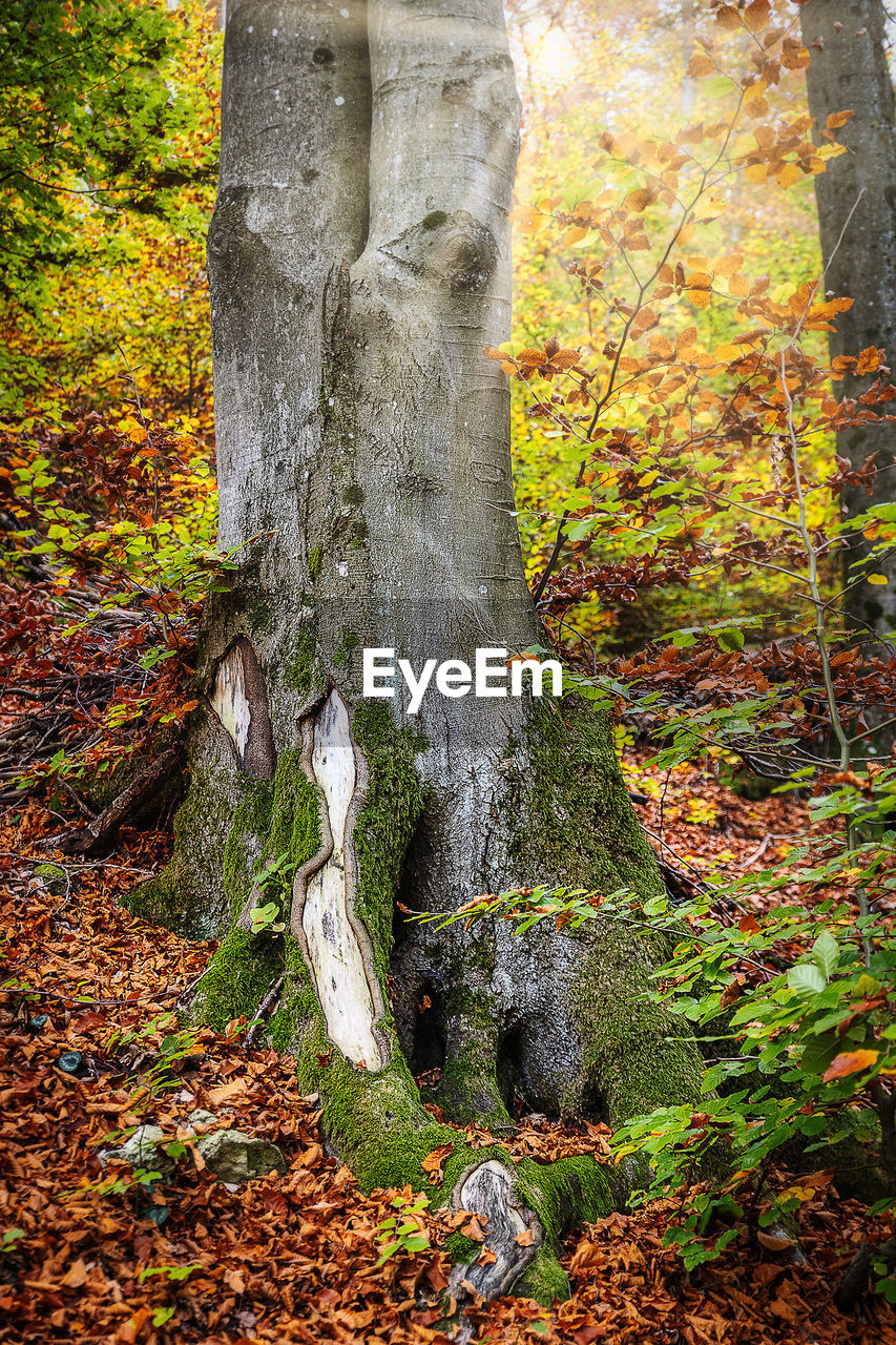 MOSS GROWING ON TREE TRUNK IN FOREST