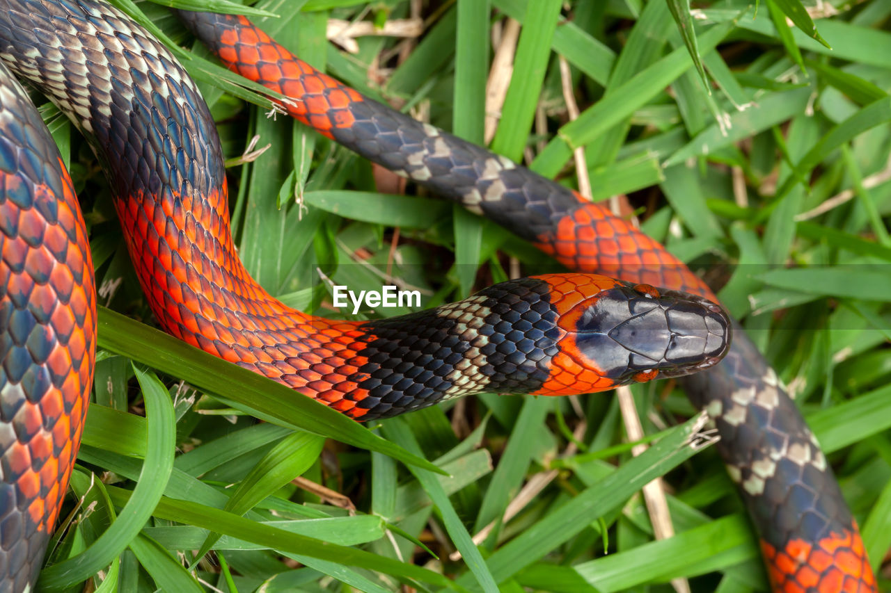 False coral snake oxyrhopus guibei