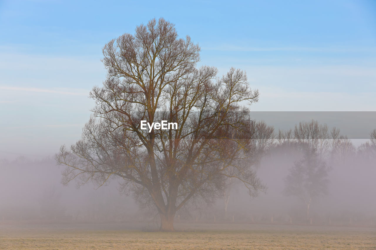 Bare tree on field against sky