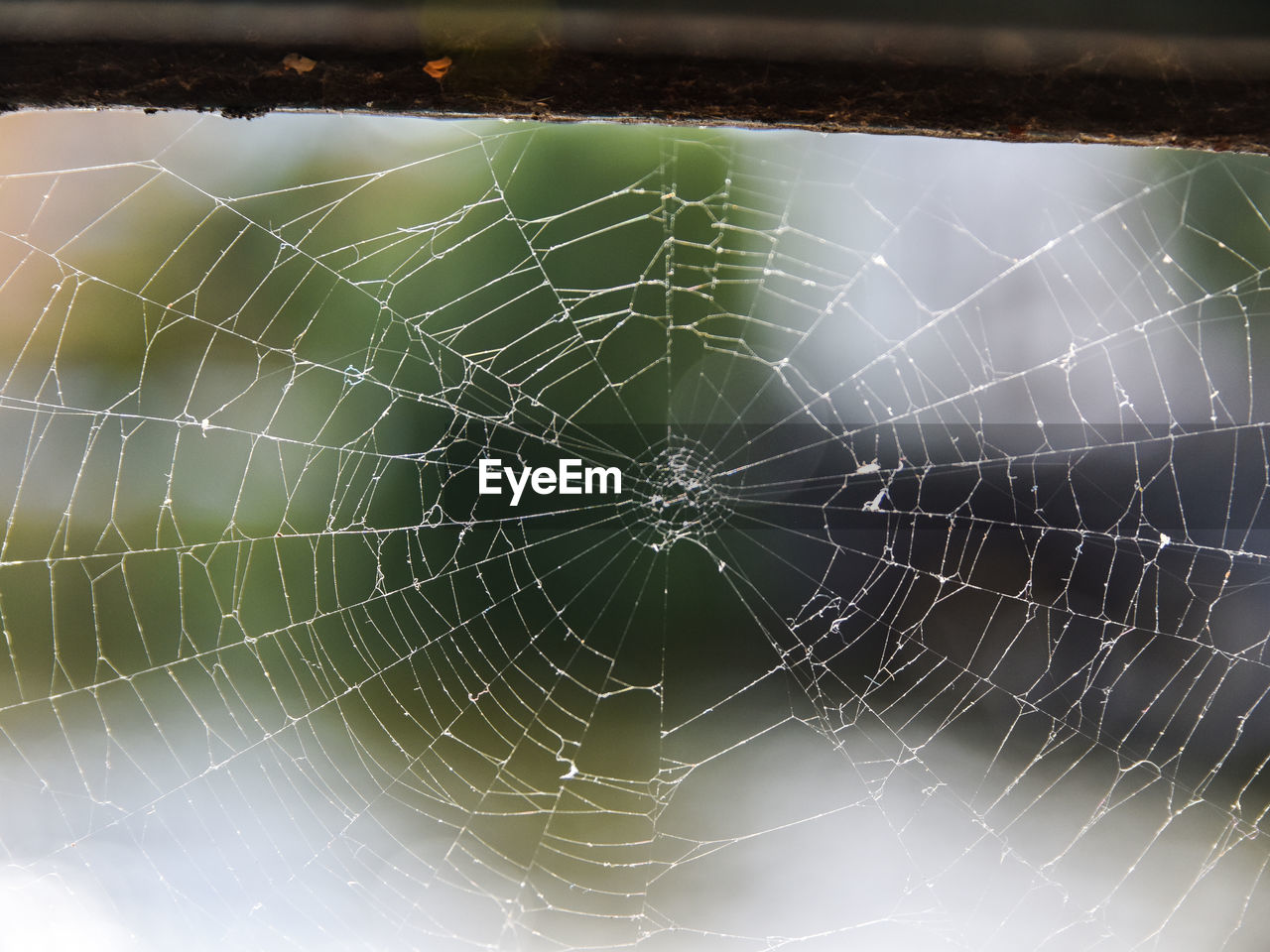 VIEW OF SPIDER WEB
