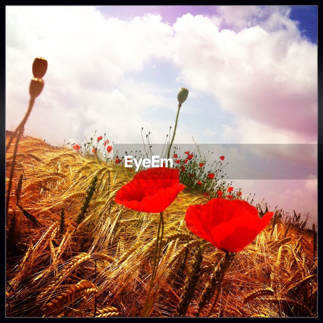 Tilt image of poppy plants on field against sky