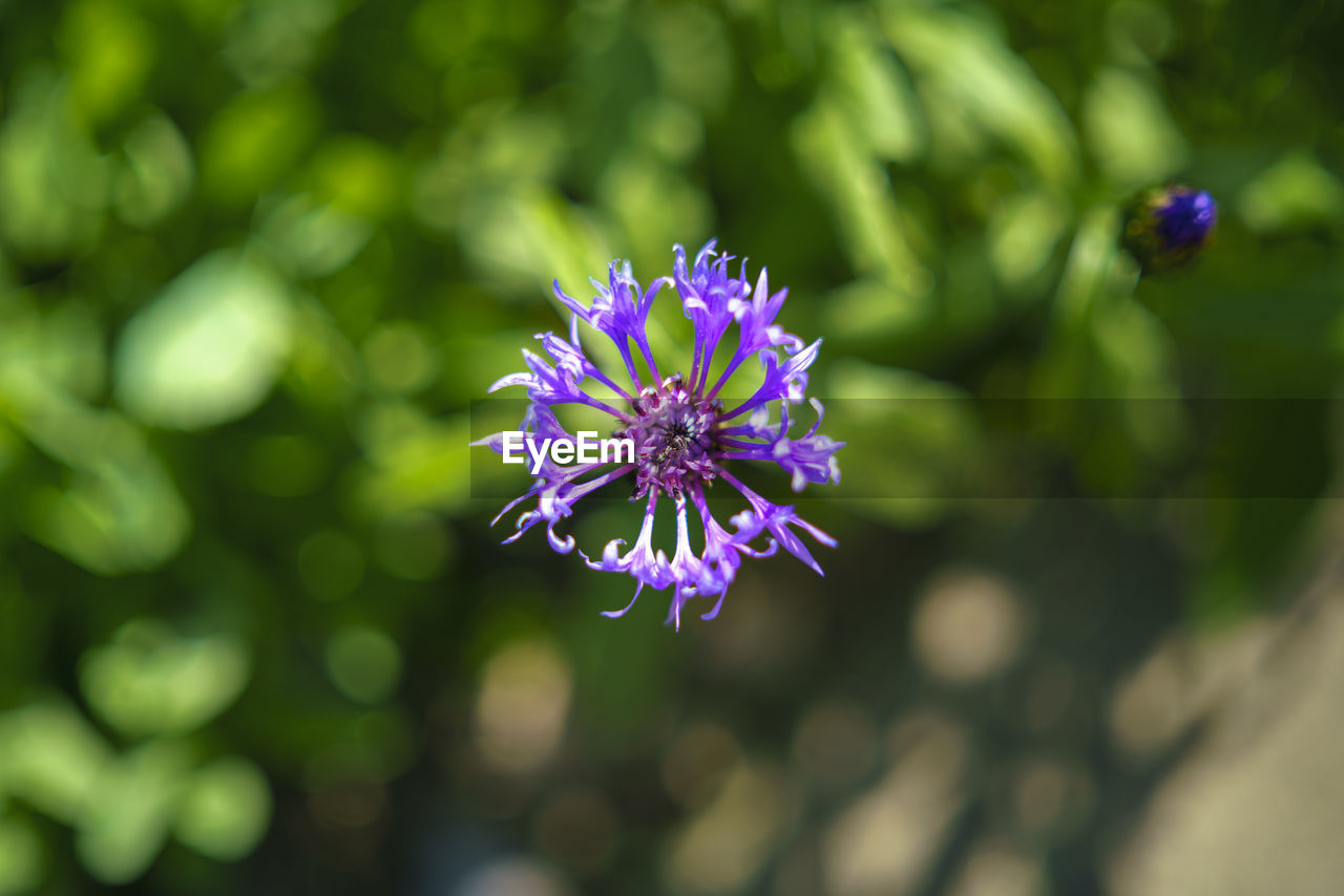 Close-up of purple flowering plant