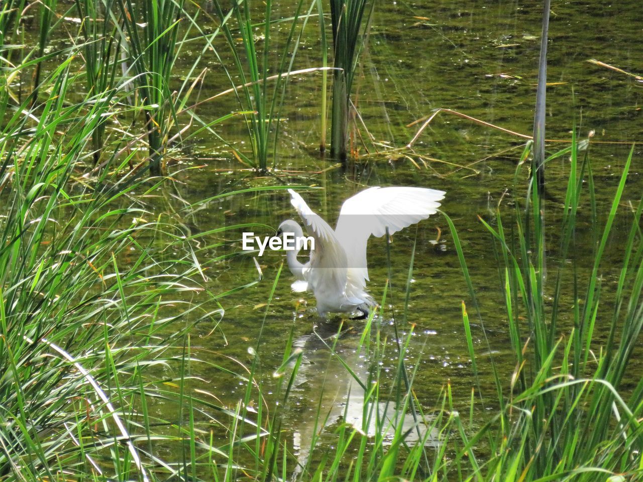 WHITE BIRD IN LAKE