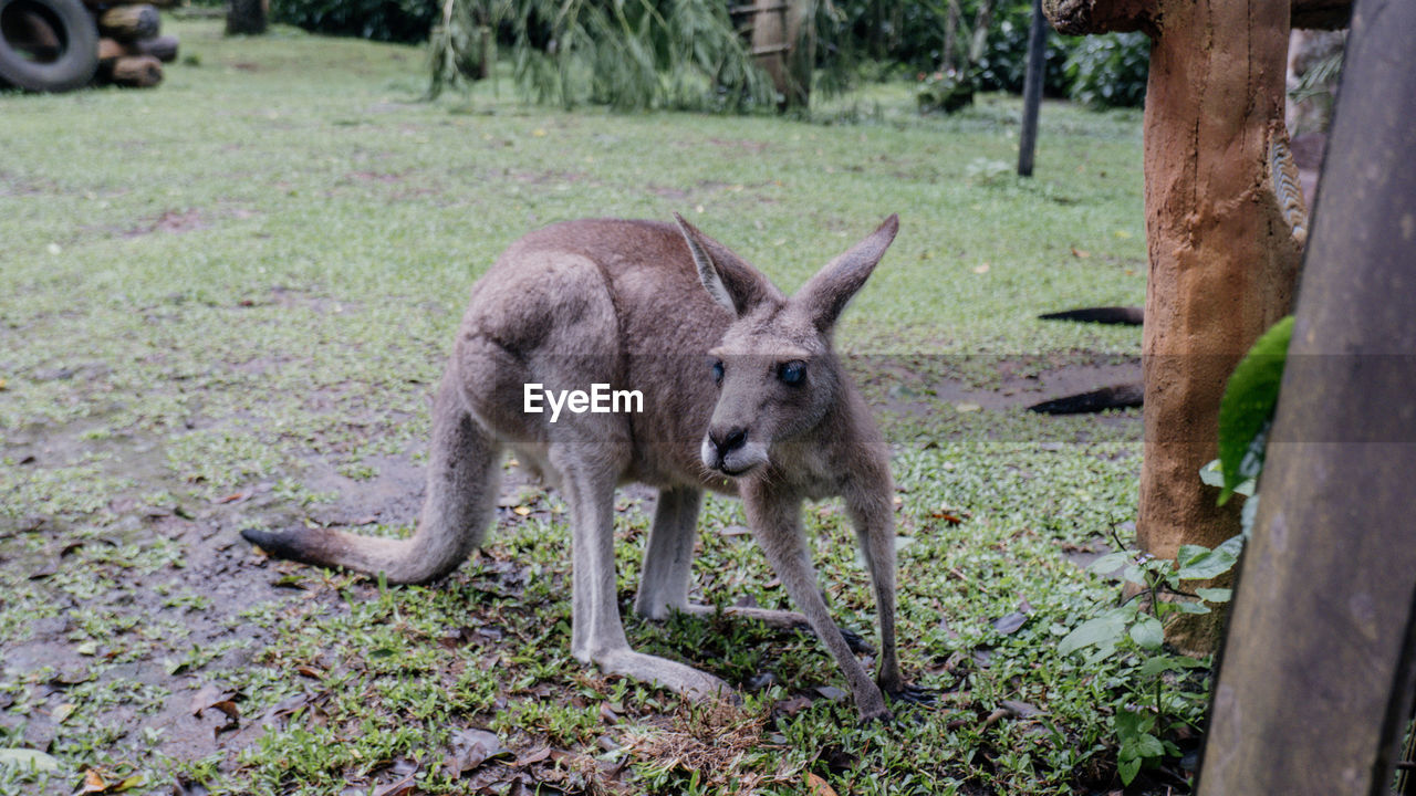 animal, animal themes, kangaroo, mammal, wildlife, animal wildlife, one animal, plant, wallaby, zoo, no people, grass, nature, tree, land, day, outdoors, domestic animals, full length, young animal, field, standing