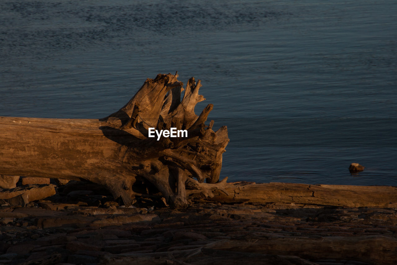 DEAD TREE ON ROCK BY WATER