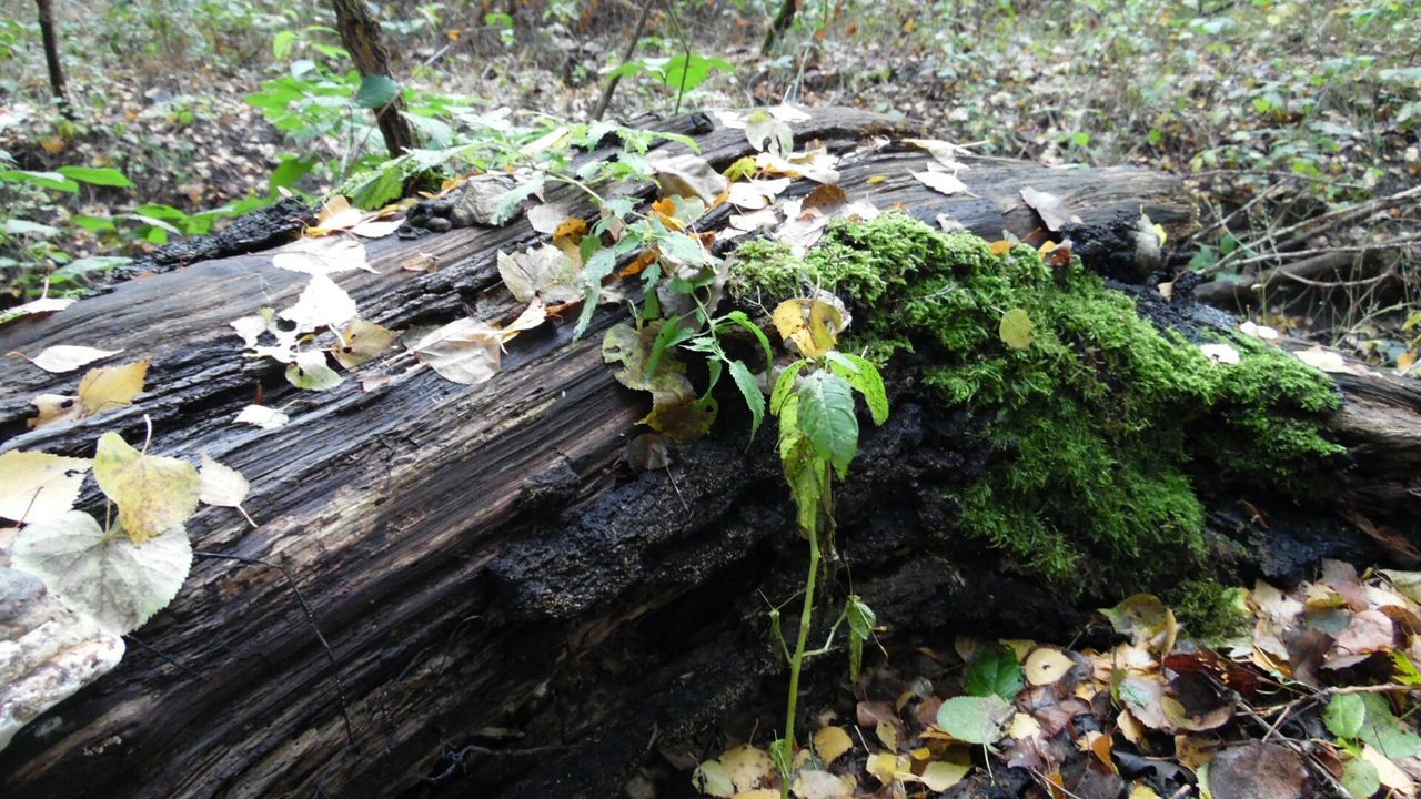 High angle view of moss and plants growing on fallen tree in forest