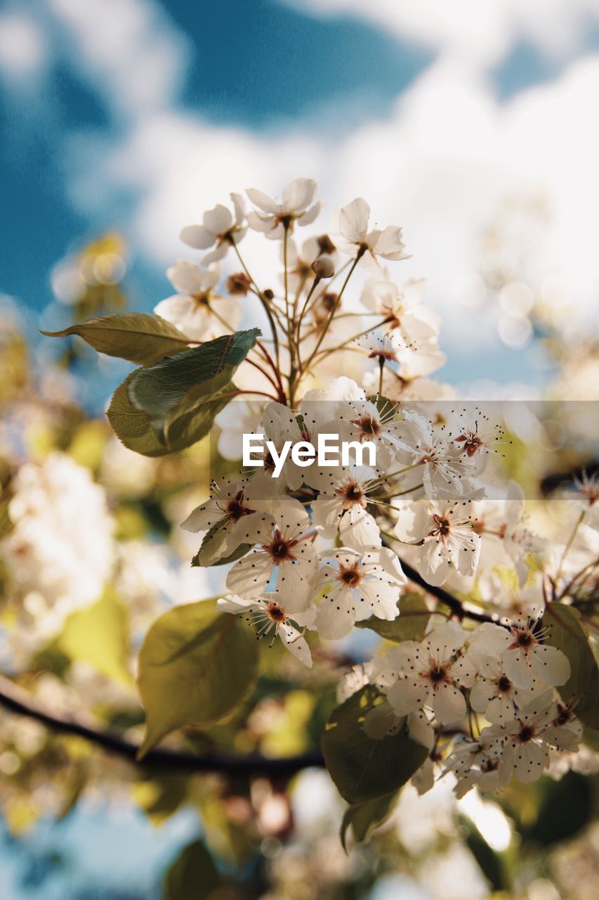 Close-up of cherry blossoms on tree