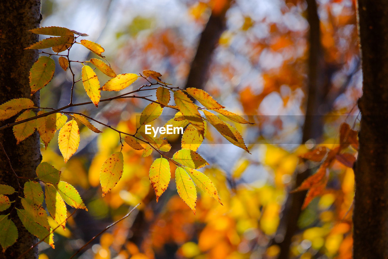 tree, autumn, leaf, plant part, plant, sunlight, yellow, nature, branch, beauty in nature, land, forest, environment, tranquility, focus on foreground, no people, outdoors, landscape, day, scenics - nature, autumn collection, growth, sky, close-up, selective focus, maple tree, tree trunk, trunk, orange color, multi colored, idyllic, deciduous tree, tranquil scene, flower, rural scene, vibrant color, low angle view