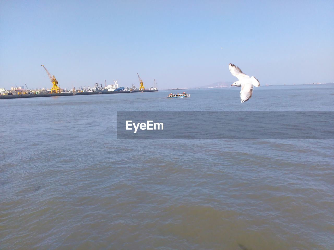 BIRDS FLYING OVER SEA AGAINST CLEAR SKY