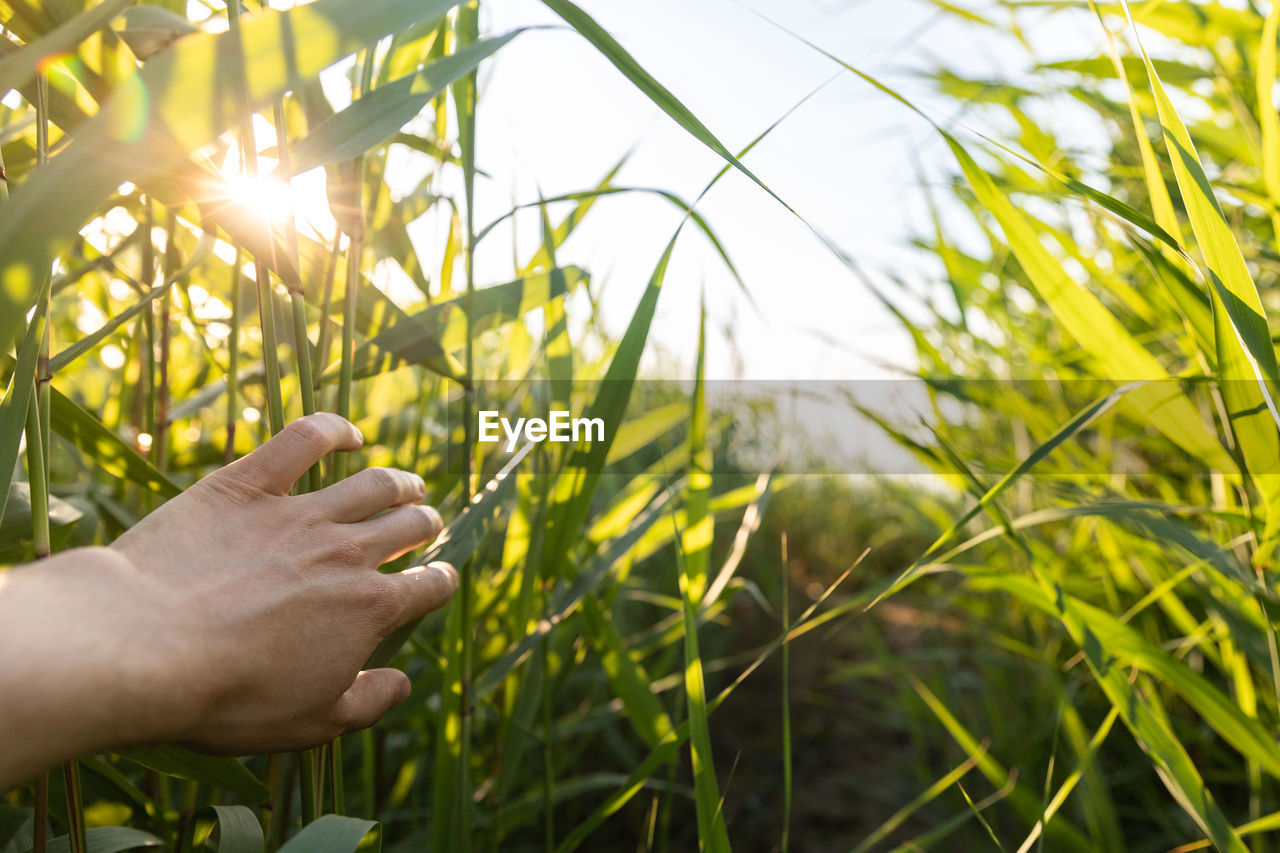 Man traveler walking trough fresh green reed, touches hand a lush long leaves at sunset. 