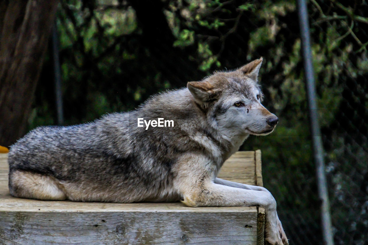 CLOSE-UP OF DOG ON ROCK