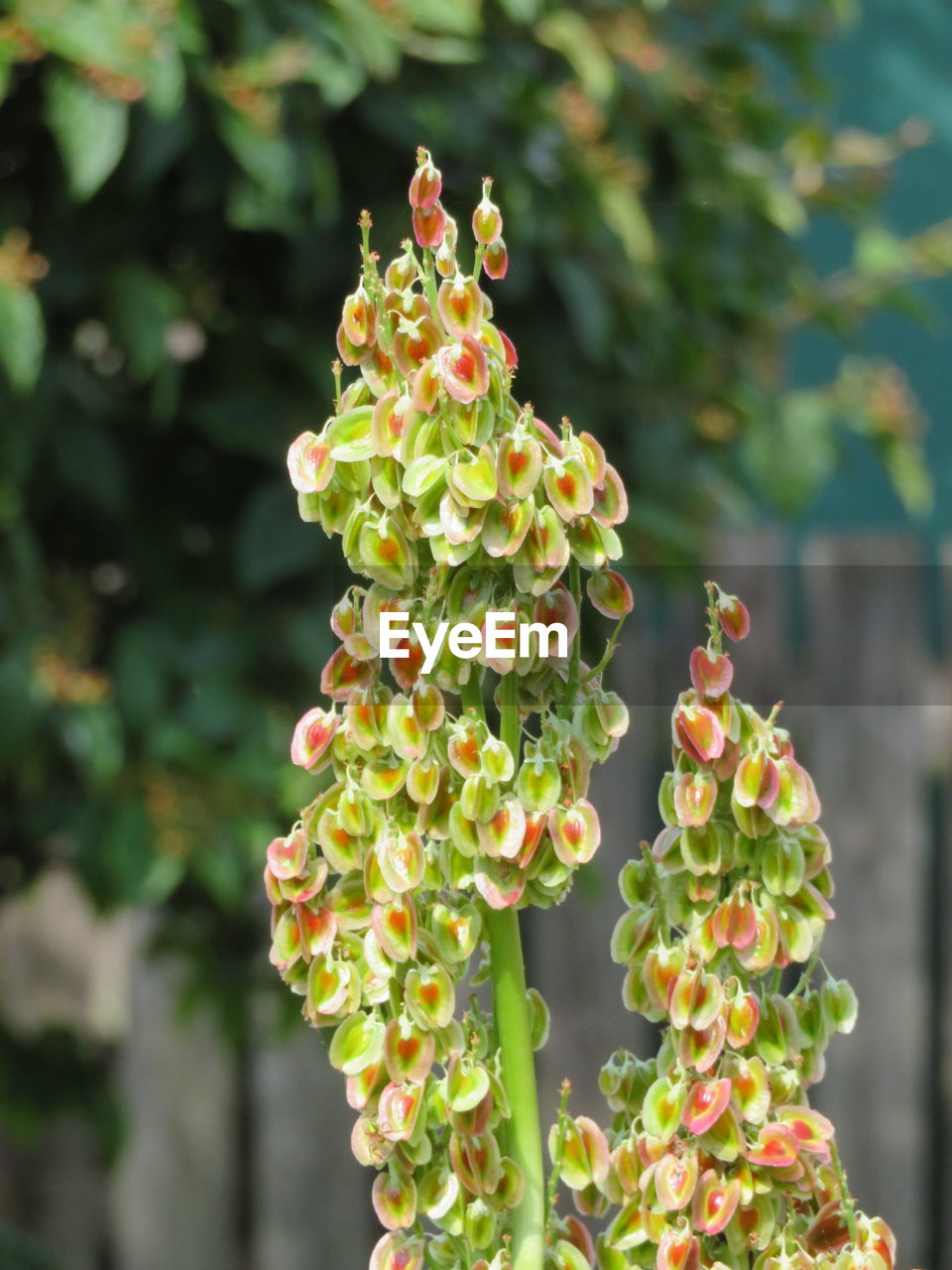 plant, nature, food and drink, food, beauty in nature, growth, flower, freshness, no people, fruit, healthy eating, outdoors, plant part, leaf, close-up, day, flowering plant, shrub, environment, green, landscape, focus on foreground, sunlight, summer, tree, blossom, agriculture, multi colored, botany, vegetable