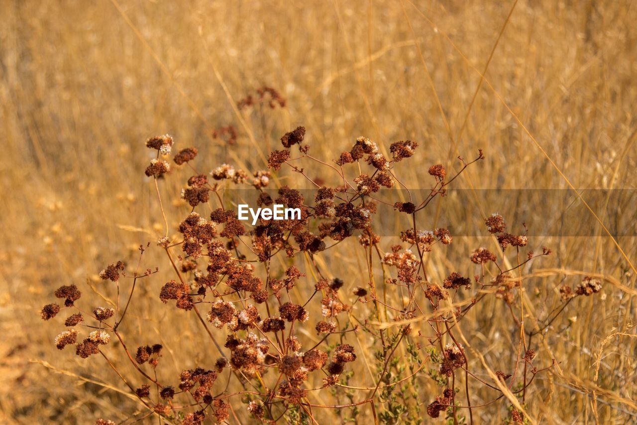 Close-up of plants growing on field