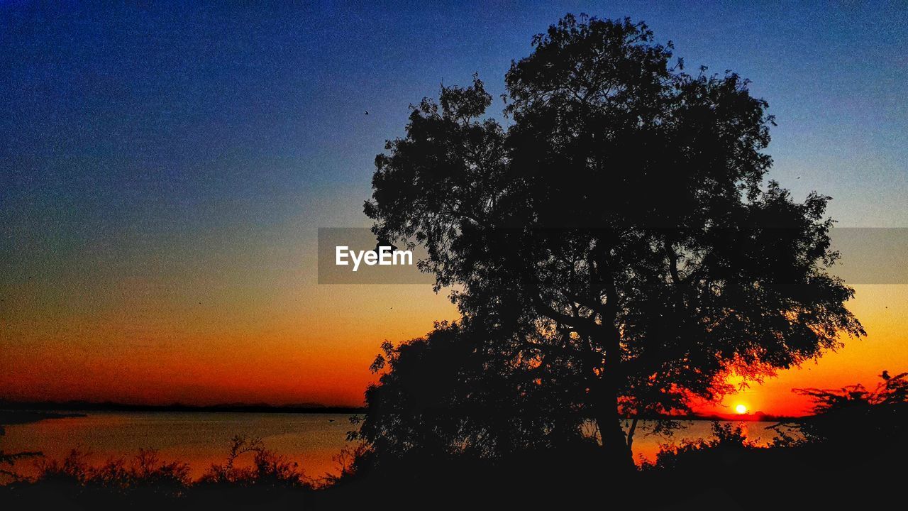 SILHOUETTE TREE AGAINST ORANGE SKY