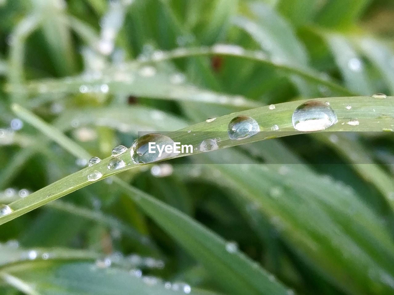 Close-up of water drops on grass