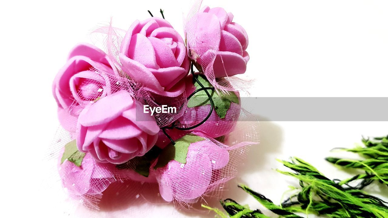 CLOSE-UP OF PINK ROSE ON WHITE BACKGROUND
