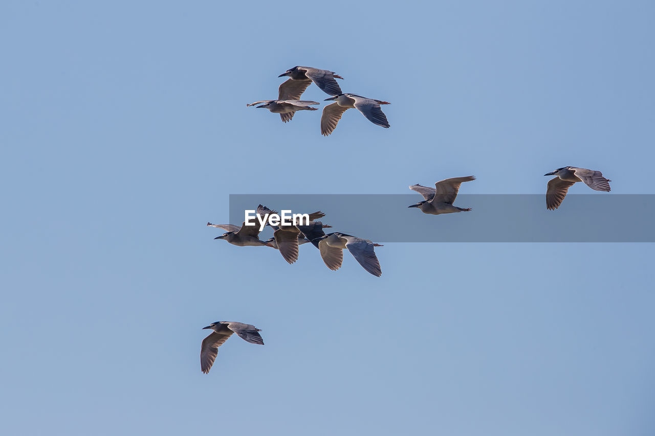 LOW ANGLE VIEW OF BIRDS FLYING IN SKY