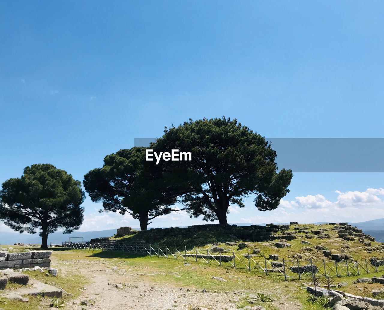 Trees on field against sky