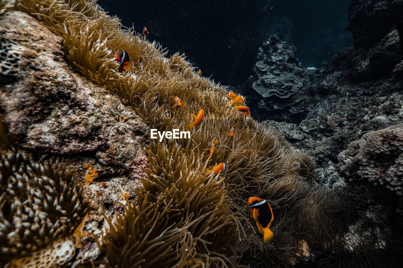 Fish swimming in coral under sea