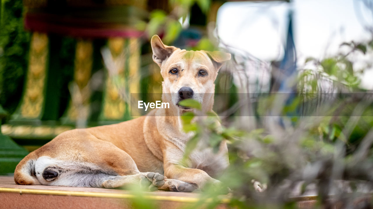 PORTRAIT OF A DOG LOOKING AWAY OUTDOORS