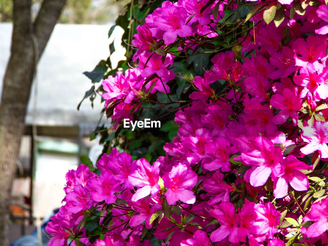 CLOSE-UP OF PINK FLOWERS BLOOMING