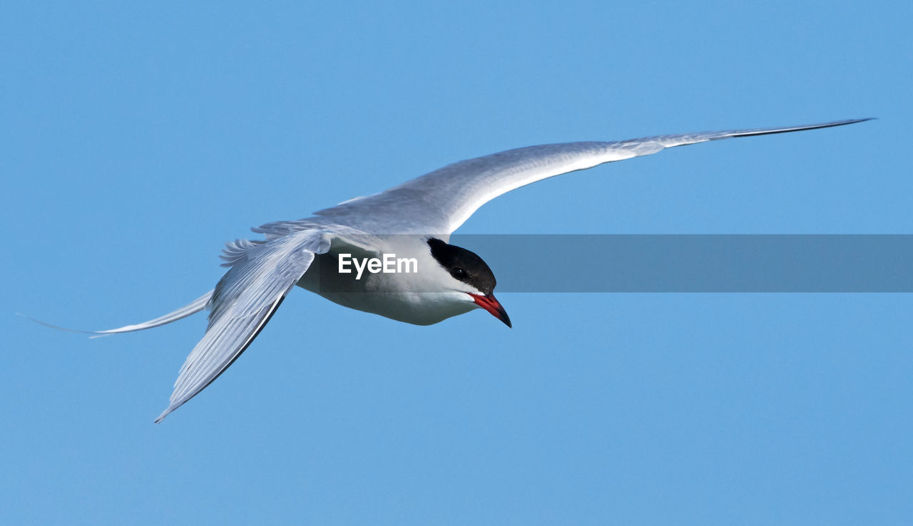 LOW ANGLE VIEW OF A BIRD FLYING